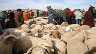 مع اقتراب عيد الأضحى .. وزير الفلاحة يعقد اجتماعا مع مهنيي قطاع اللحوم الحمراء