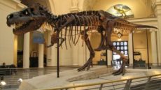 المغرب يستعيد من الشيلي 117 قطعة أحفورية يعود تاريخها إلى 400 مليون سنة