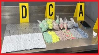 فاس: تفكيك شبكة لترويج المؤثرات العقلية وضبط كميات كبيرة من “القرقوبي”