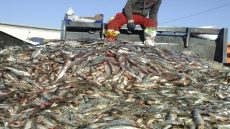 حجز كميات كبيرة من الأسماك الفاسدة في الدار البيضاء بفضل التنسيق بين السلطات