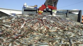 حجز كميات كبيرة من الأسماك الفاسدة في الدار البيضاء بفضل التنسيق بين السلطات