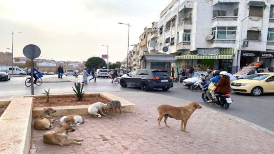 مكافحة انتشار الكلاب والقطط الضالة في المغرب: جهود حكومية ومقاربات جديدة