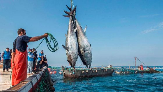 Pêche au Maroc : quand l’exportation fait flamber les prix locaux et pénalise les populations