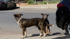 إدانة جماعة أكادير بتعويض ضحية هجوم كلاب ضالة بمبلغ 5 ملايين