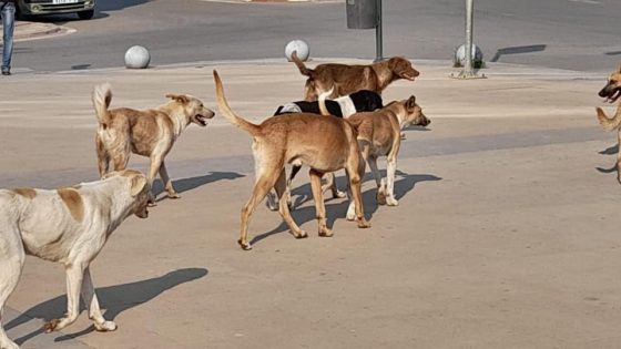 Maroc : L’inquiétante invasion des rues par des meutes de chiens errants