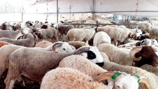 تعليق مظاهر عيد الأضحى استجابة لتوجيهات ملكية بسبب أزمة الجفاف