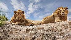 3 أسود تفترس حارسا في حديقة حيوان بالجزائر