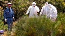 وفاة طفل بعد تعرضه للسعات نحل في إقليم الحسيمة