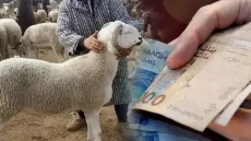 فضيحة دعم المواشي: مليارات تهدر والمواطن يكتوي بغلاء الأسعار