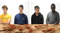 القبض على مراهقَين بلجيكيين في كينيا بتهمة تهريب 5400 نملة