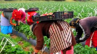 ESCLAVAGE MODERNE SOUS LES FRAISES : LE CALVAIRE DES SAISONNIÈRES MAROCAINES EN ESPAGNE