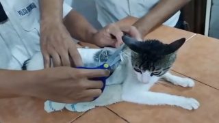 اعتقال” قطة “بتهمة” تهريب مخدرات إلى سجن في كوستاريكا