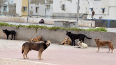 طفل يلقى حتفه بهجوم كلاب ضالة بضواحي الصخيرات