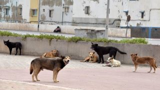 طفل يلقى حتفه بهجوم كلاب ضالة بضواحي الصخيرات