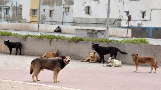 طفل يلقى حتفه بهجوم كلاب ضالة بضواحي الصخيرات