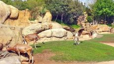 حديقة الحيوانات بالرباط.. ولادة أزيد من 80 حيواناً مهدداً بالانقراض في عام 2025