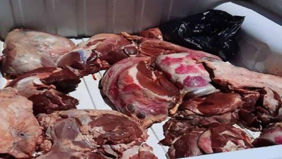 Scandale de Viande Avariée entre Berrechid et Mediouna : Une Camionnette Interceptée avec 42 Carcasses dans des Conditions Choc