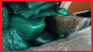 توقيف كنديين بمطار محمد الخامس بحوزتهما أزيد من 133 كلغ من “الماريخوانا”