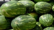 الدلاح في مرمى الشائعات.. و”أونسا” توضح الحقائق