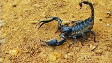 483 حالة لسعة عقرب خلال يونيو بإقليم أزيلال دون تسجيل وفيات