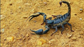 483 حالة لسعة عقرب خلال يونيو بإقليم أزيلال دون تسجيل وفيات