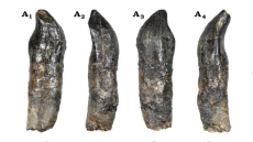 اكتشاف أسنان متحجرة لديناصورات عملاقة في ضواحي بولمان