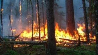 إيقاف مشتبه به في إشعال حريق غابة كرانخا بشفشاون