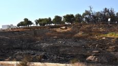 شفشاون .. تطويق الحريق الذي شب بغابة دردارة