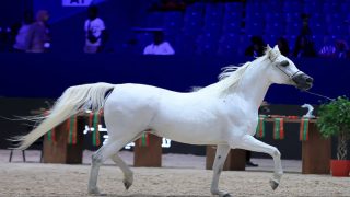 الدورة ال16 لمعرض الفرس للجديدة تستضيف المباراة الدولية “Title Show”