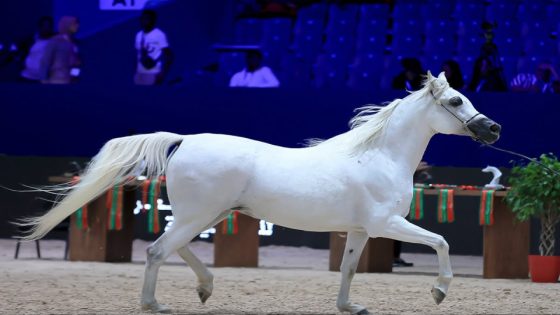 الدورة ال16 لمعرض الفرس للجديدة تستضيف المباراة الدولية “Title Show”