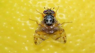 130 مليون ذبابة عقيمة لحماية حوامض أكادير