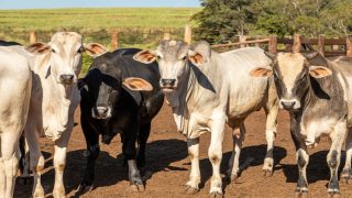 المغرب يستعد لاستقبال أكبر دفعة من الأبقار المستوردة للذبح