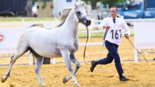 كأس مربي الخيول العربية الأصيلة .. الحصان “نِهاد بوزنيقة” والفرس “ذروة بوزنيقة” يفوزان بالميدالية الذهبية