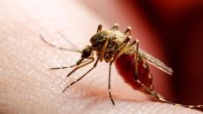 تسجيل 480 حالة إصابة محلية بحمى “شيكونغونيا” في فرنسا