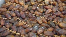 إنتاج التمور بالمغرب يسجل ارتفاعاً قياسياً بـ160 ألف طن خلال موسم 2025-2026