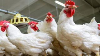 تحقيق يفنذ مزاعم استيراد إسبانيا مليون طن من الدجاج المغربي