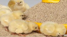 مربو دجاج اللحم يطالبون الحكومة بإعفاء الكتاكيت والأعلاف من الضرائب