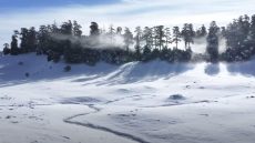 الثلوج تعود لتكسو قمم خنيفرة وتعيد الحياة لغابات الأرز