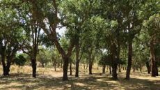 الوكالة الوطنية للمياه والغابات تنفي قطع أشجار بغابة المعمورة