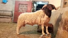 توقيع اتفاقية لتثمين سلالة “البركي” في الملتقى الدولي للفلاحة 2026