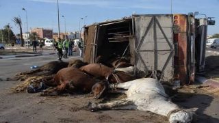 انقلاب شاحنة محملة بالخيول بمدخل مدينة البروج يخلف نفوق 4 خيول