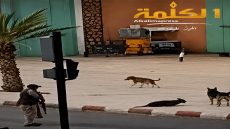 تنغير.. غضب بعد إطلاق النار على كلاب في الشارع العام وسط صدمة الساكنة