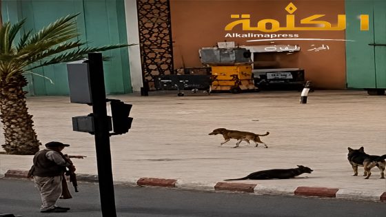 تنغير.. غضب بعد إطلاق النار على كلاب في الشارع العام وسط صدمة الساكنة