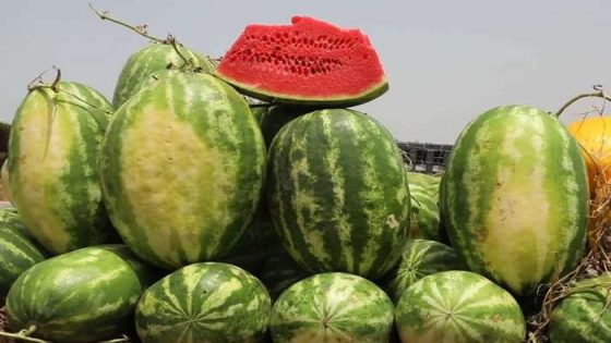 المغرب يتحرك بحزم بعد إنذار أوروبي بشأن شحنة “دلاح”.. تعليق رخص وتشديد المراقبة على الصادرات